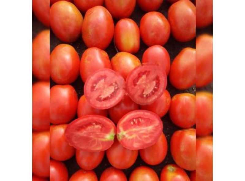 Семена томата Рекордсмен F1 (1000 семян), Libra Seeds (Erste Zaden) Семена томата Рекордсмен F1 (1000 семян), Libra Seeds (Erste Zaden)